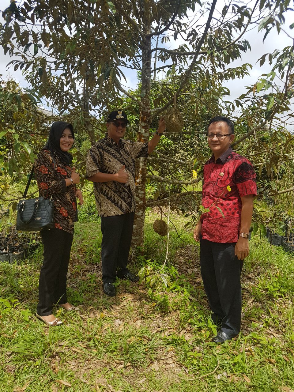 Desa Toapaya Utara Kembangkan Varietas Durian Unggulan