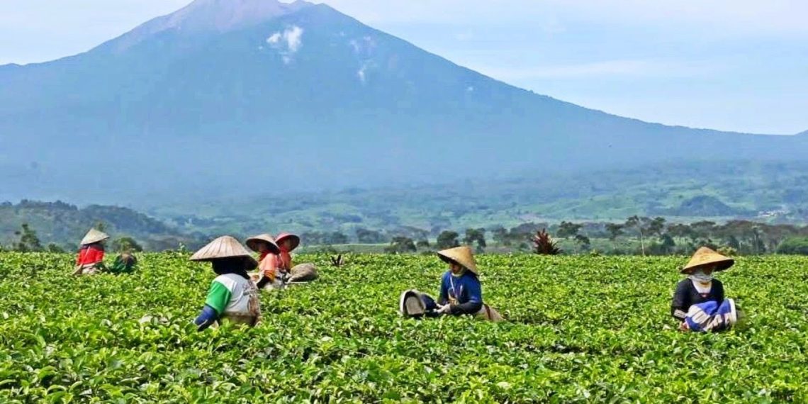 Pelamar CPNS Dikanwil Kamenag Sumbar