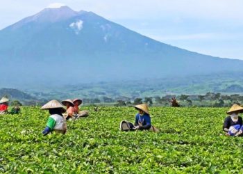 Pelamar CPNS Dikanwil Kamenag Sumbar