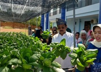 Hidroponik, Patut Dikembangkan untuk Ketahanan Pangan