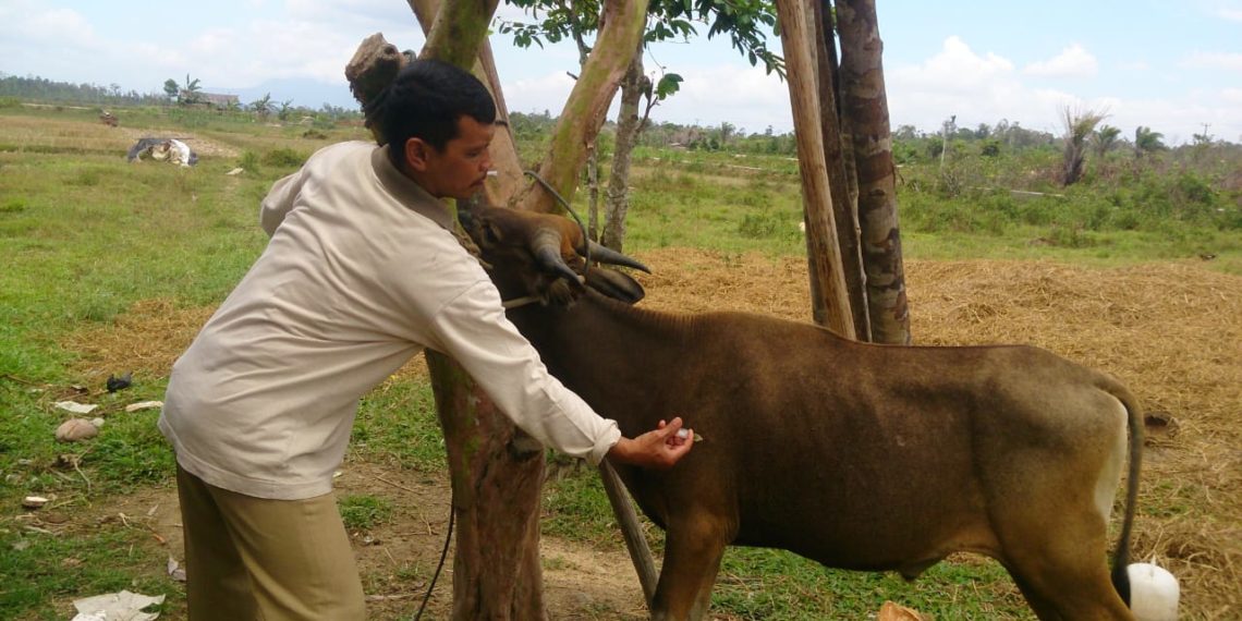 Tim Distan Natuna Siap Awasi Kesehatan Hewan Qurban.