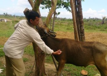 Tim Distan Natuna Siap Awasi Kesehatan Hewan Qurban.