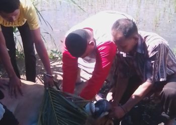 Kurangnya Koodinir Pelaksaan Qurban ha ha ha Kepala Dan Kaki Sapi Jadi Rebutan