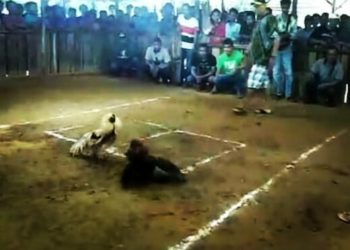 Daerah Polsek Kijang. Sepertinya Judi Cengkoko dan Sabung Ayam Dipelihara