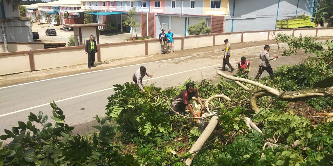 Hujan Deras disertai Angin Kencang Hingga Membuat Pohon Taman Disduk Capil Tumbang