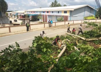 Hujan Deras disertai Angin Kencang Hingga Membuat Pohon Taman Disduk Capil Tumbang