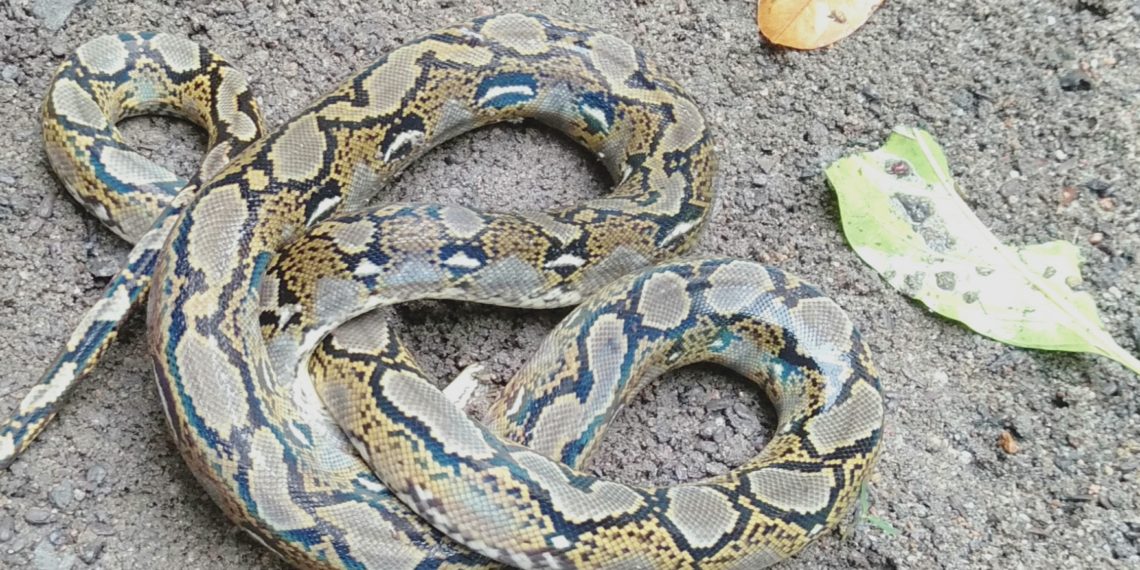 Ular Piton Ini Nyaris Mematok Dua Orang Nenek Jompo