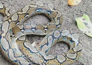 Ular Piton Ini Nyaris Mematok Dua Orang Nenek Jompo