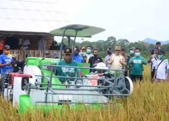 Panen Raya Padi Sawah Desa Panggak Darat