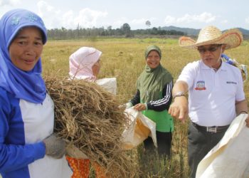 Petani Lingga Ikuti Anjuran Mentan, Agar dipercepat Penanaman Padi