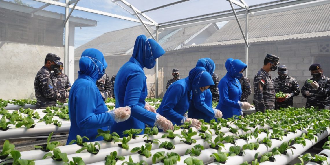 Untuk Ketahanan Pangan Lanal TBK Upayakan Tanaman Hidropinik