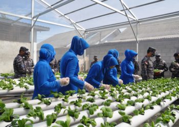 Untuk Ketahanan Pangan Lanal TBK Upayakan Tanaman Hidropinik