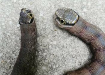 Warga Natuna Digegerkan Dengan Temukan Ulat Berkepala Ular