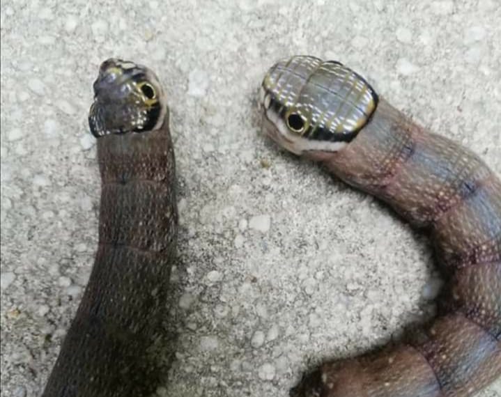 Warga Natuna Digegerkan Dengan Temukan Ulat Berkepala Ular