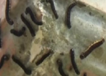 Entah Petanda Apa Ribuan Ulat Bulu Serbu Rumah Warga Natuna