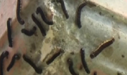 Entah Petanda Apa Ribuan Ulat Bulu Serbu Rumah Warga Natuna