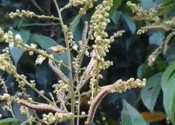 Ternyata Sebelum Menyerbu Rumah Warga Sebala, Kawanan Ulat Bulu Itu Menyerbu ini