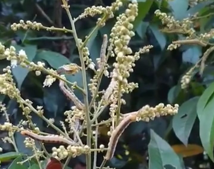 Ternyata Sebelum Menyerbu Rumah Warga Sebala, Kawanan Ulat Bulu Itu Menyerbu ini