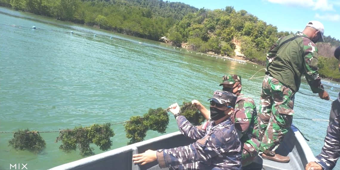 Untuk Ketahanan Pangan Danlanal Tbk: Tingkatkan Budi Daya Rumput Laut