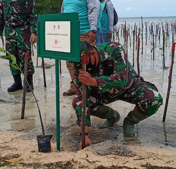 Hari Mangrove Sedunia 2020, Dandim 0315/Bintan Budayankan Tanam Magrove di Pantai Trikora V di Bintan.