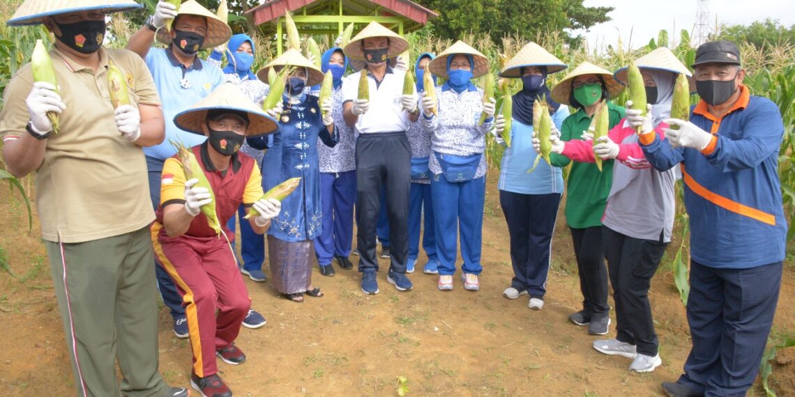 Lantamal IV Gelar Panen Jagung Dalam Rangka Program Ketahanan Pangan