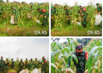 Danlanud RSA Naruna Panen Jagung