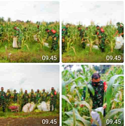 Danlanud RSA Naruna Panen Jagung