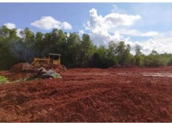 Pihak Berwenang Diminta Tindak Tegas Pengusaha Nakal Timbun Hutan Bakau