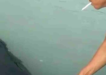 Anggota Rapala Natuna Berupaya Selamatkan Lumba lumba Terdampar di Pantai Cemaga