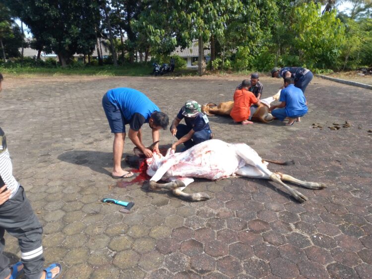 Hari Raya Idul Adha 1442 H Lantamal IV Sembelih 14 Ekor Hewan Qurban