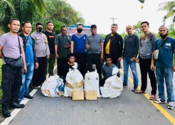 BNN Pasbar Amakan 50 Kg Ganja Beserta 4 Orang Pelaku