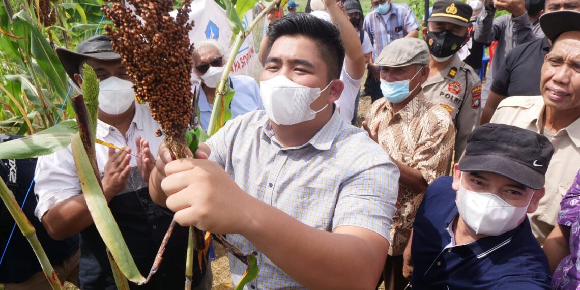 Mungkin Tidak Banyak Orang Mengenal Sorghum, Alternatif Makanan Pokok.
