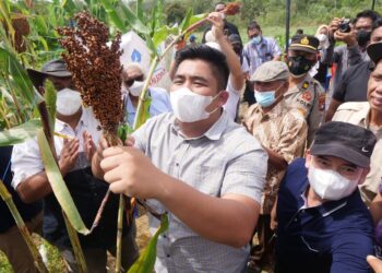 Mungkin Tidak Banyak Orang Mengenal Sorghum, Alternatif Makanan Pokok.