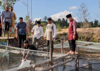 Pemkab Lingga Melalui BBI Didistribusikan 17.000 Benih Nila Hingga April 2022