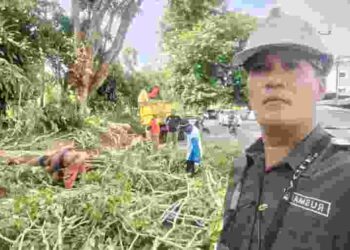 Beri Kenyamanan Pengguna Jalan, Dinas Perkim Tanjungpinang Lakukan Pemangkasan PohonKota Tanjungpinang,