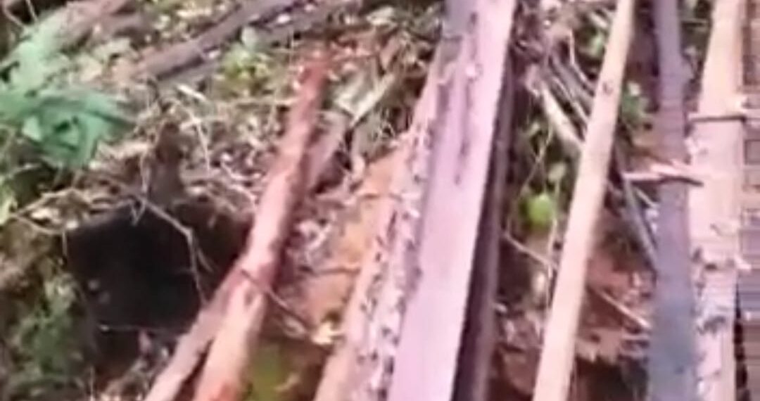 Pelaku Pembalakan Liar Jarah Hutan Lindung Gunung Bawang.