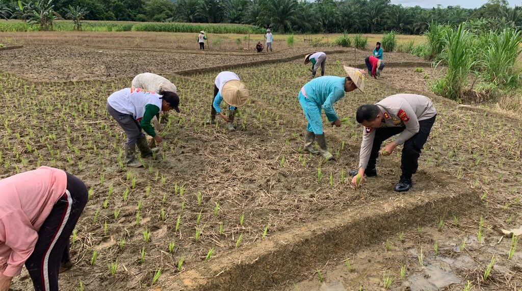 Kapolres Bengkayang Turun Kesawah Bersama Petani Ikut Menanam Padi