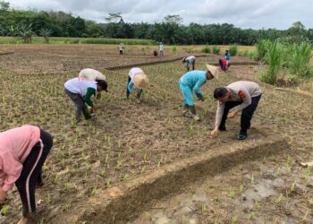 Kapolres Bengkayang Turun Kesawah Bersama Petani Ikut Menanam Padi