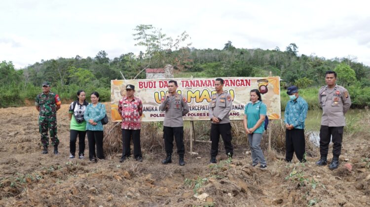 Program Polsek Teriak Polres Bengkayang Budayakan Tanam Ubi Madu Upaya Atasi stunting