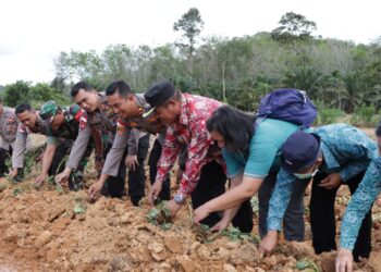 Program Polsek Teriak Polres Bengkayang Budayakan Tanam Ubi Madu Upaya Atasi stunting