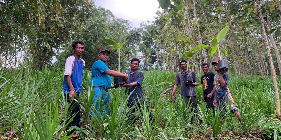 Biofarma Gandeng Akademisi Kembangkan Budidaya Pisang bagi Warga Terdampak Waduk Jatigede