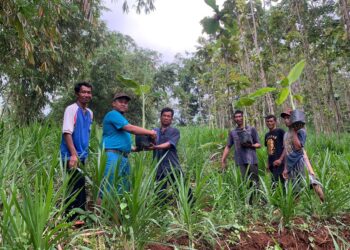 Biofarma Gandeng Akademisi Kembangkan Budidaya Pisang bagi Warga Terdampak Waduk Jatigede