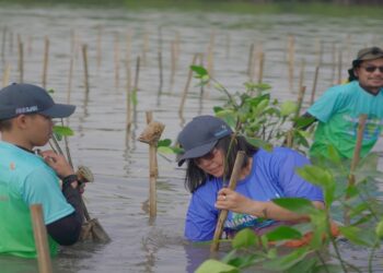 Peringati Hari Lingkungan Hidup dan Laut Sedunia, Biofarma Group Tanam 5.500 Mangrove di Subang