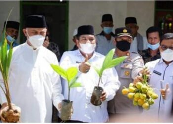 Pinang Wangi Sikucua Disetujui Sebagai Varietas Unggulan Baru Di Nasional