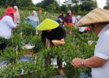 Wakil Bupati Natuna Rodil Huda Bersama Ketua DPRD Natuna Panen Cabe Perdana di Desa Air Mali