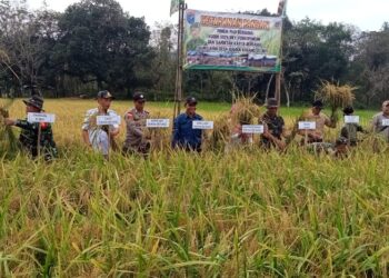 Program Ketahanan Pangan Kodim 1209/Bky  Panen Padi Bersama Di Desa Binaan Koramil 01