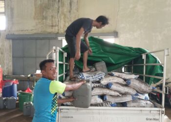 Pengolahan dan Pengepakan Pupuk Organik Mikroba Google di Bengkayang