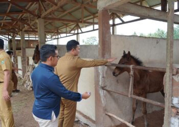 Pacu Kuda 2025 akan Digelar, Wabup Rahmat Hidayat Tinjau Sarana Prasarana Stadion Duku 