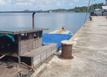 Penjarahan” Kayu di Hutan Lingga Meraja Lela APH Diduga Tutup Mata