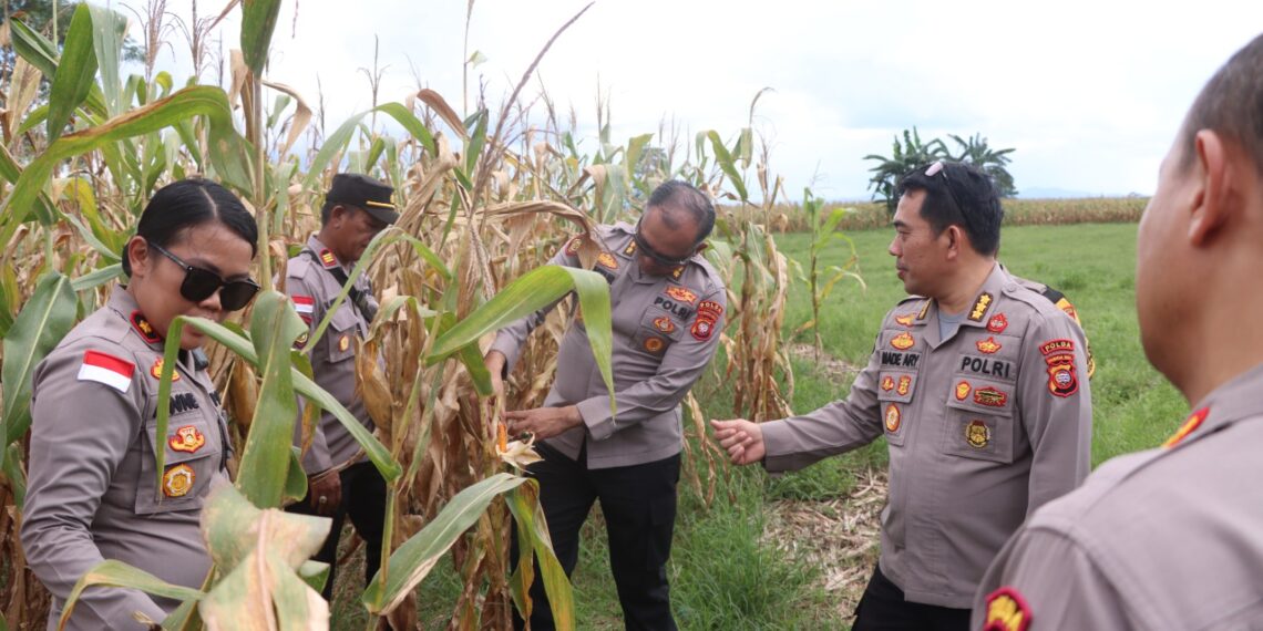 Polda Kalbar Tinjau Persiapan Panen Raya Jagung Sinergi TNI AU Akan Dihadiri Presiden RI